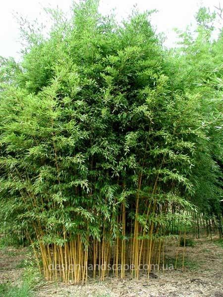 бамбуковая роща в саду